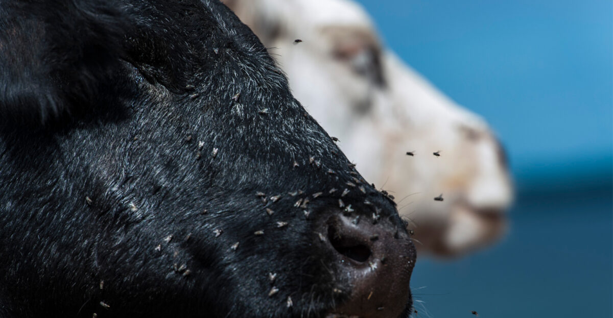 Tsetse flies on livestock