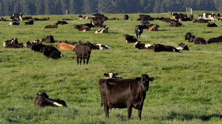 Herd of Cattle [Photo Credit: New York Times]