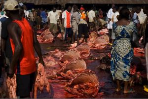 Abattoir