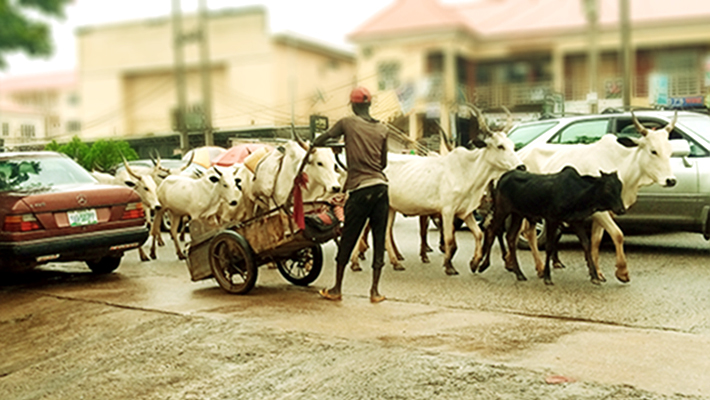 Cattle claim right of way at Kubwa in Abuja