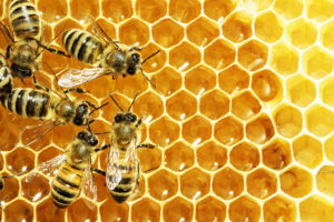 Honey and bees.
