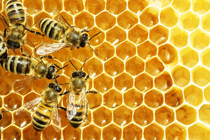 Honey and bees.