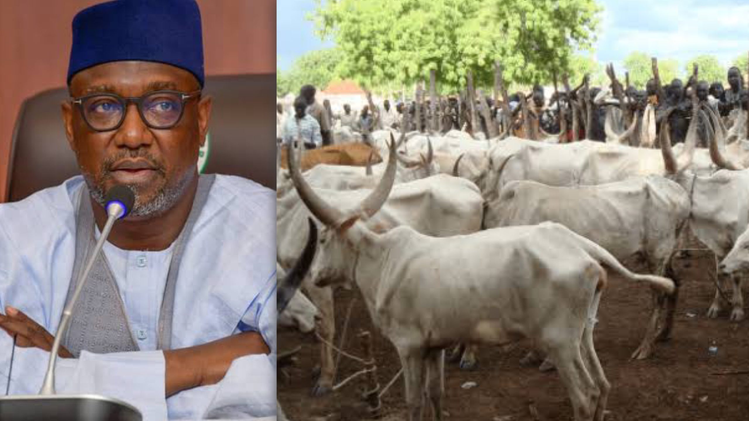 Niger governor, cows