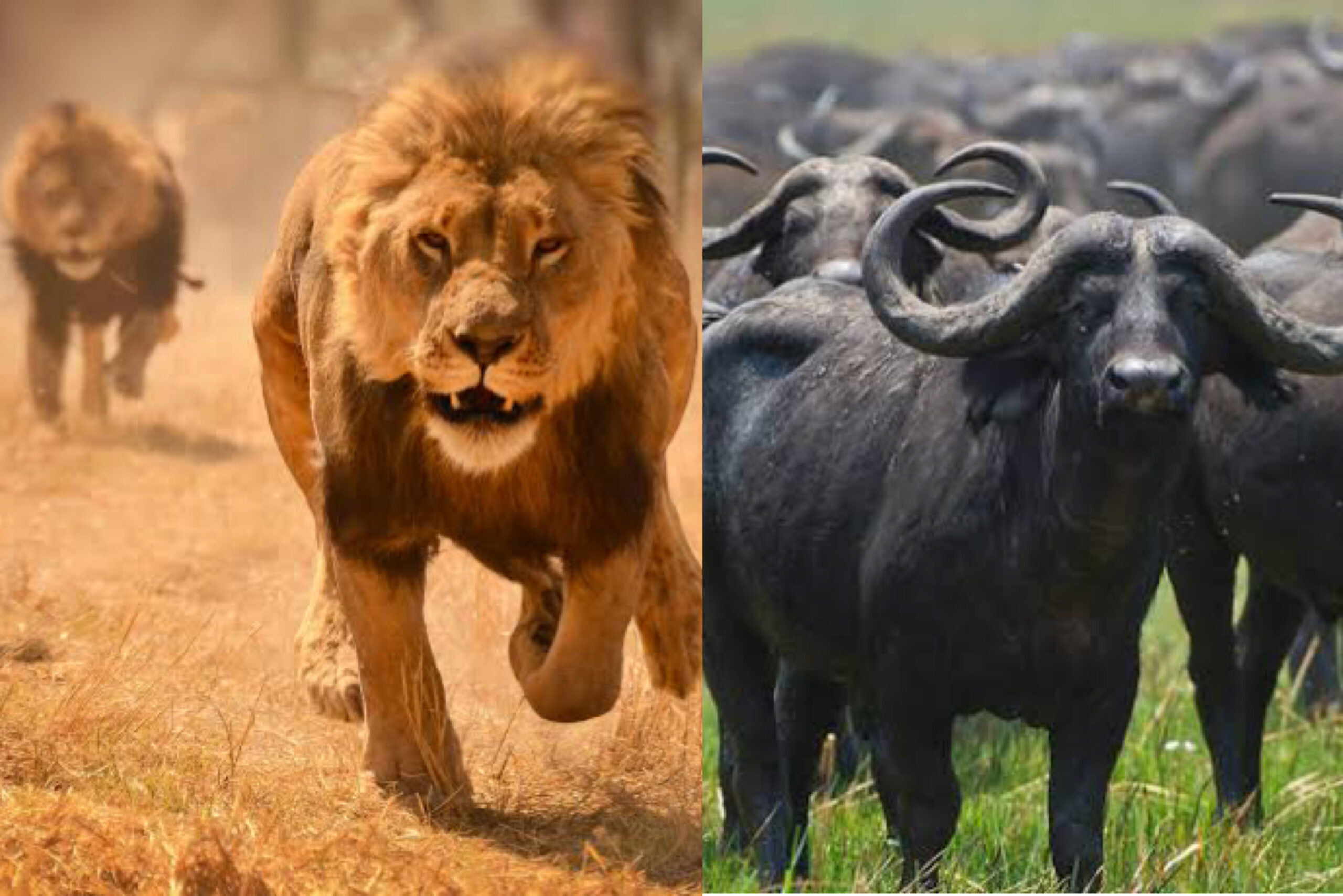 Lions/Buffalos