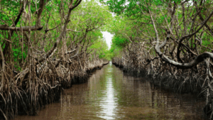 Cross river mangrove