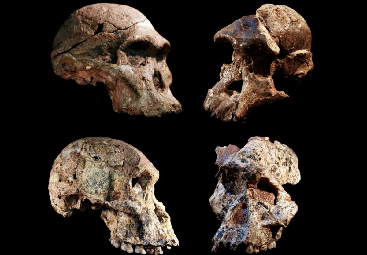 Hominin fossil