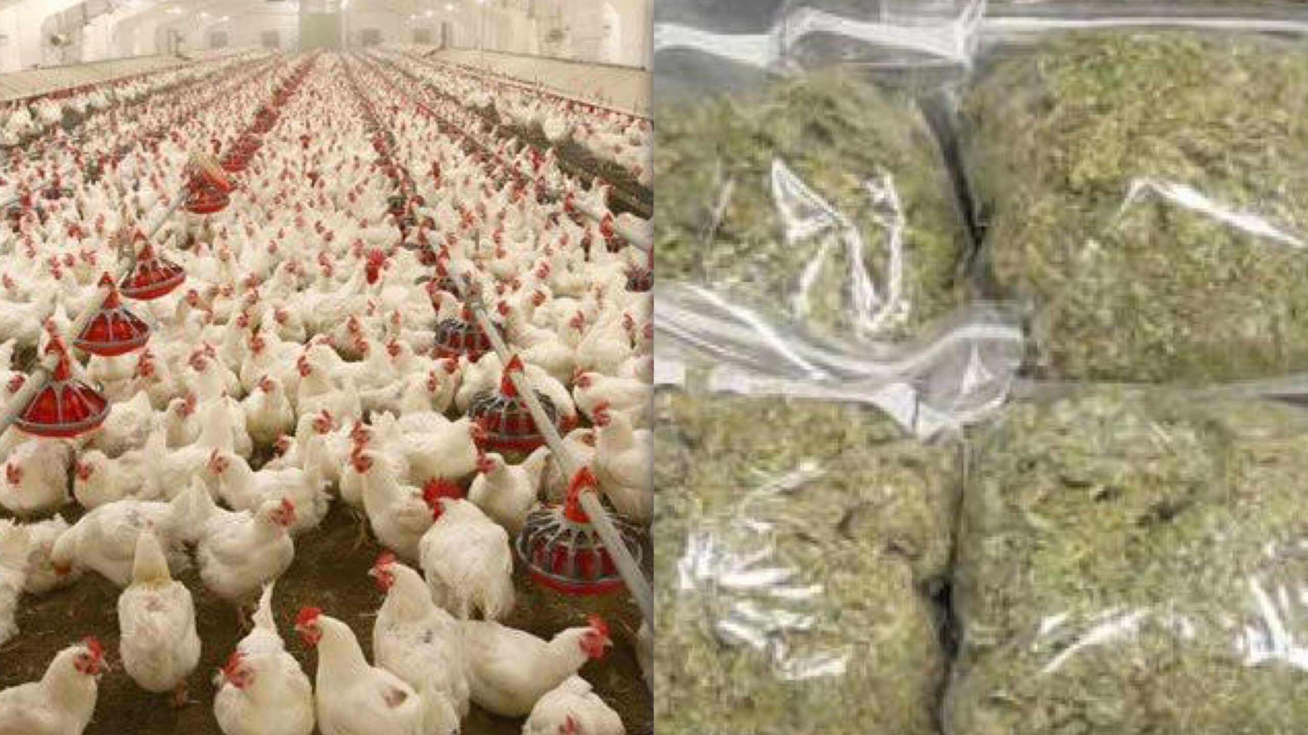 poultry farm and weed