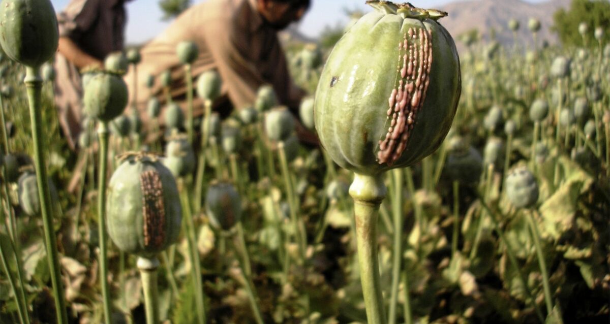 opium poppy (Photo credit : encyclopedia brittanica