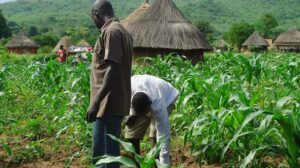 Kano farmers