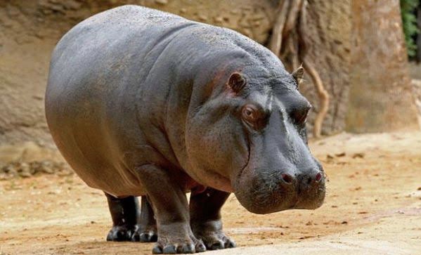 A photo of hippopotamus used to illustrate story.