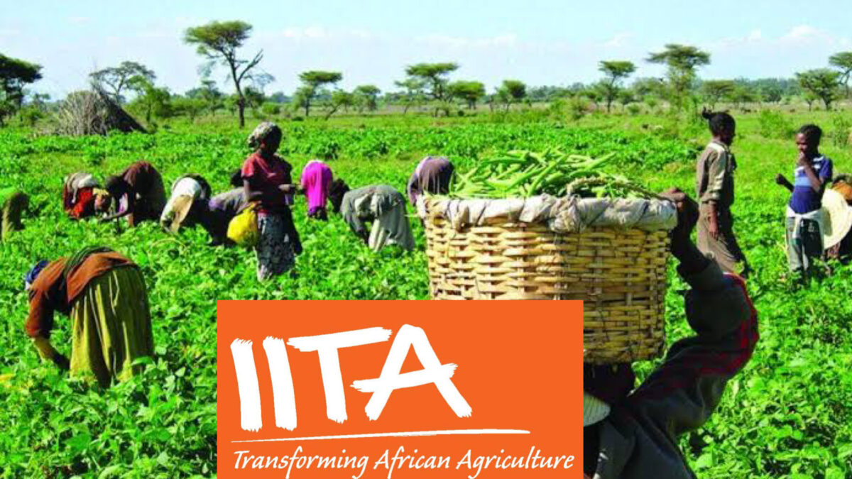 Farmers and IITA