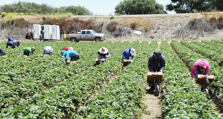 WORKERS ON FARMLAND