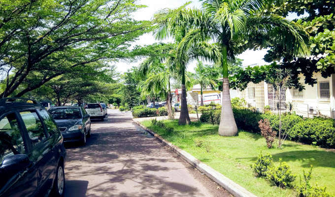 Trees in Abuja
