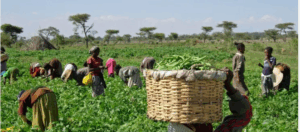 Ogun farmers