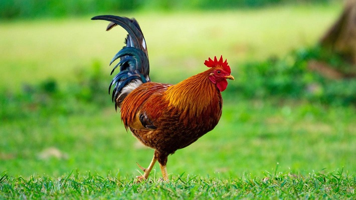 A cock used to illustrate the story.
