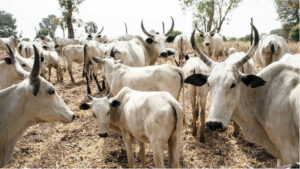 A cow market
