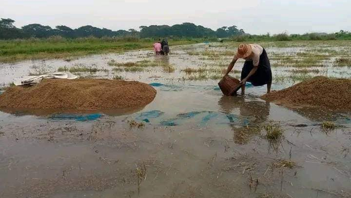 A flooded paddy field