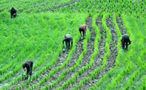 Farmlands in Jigawa State