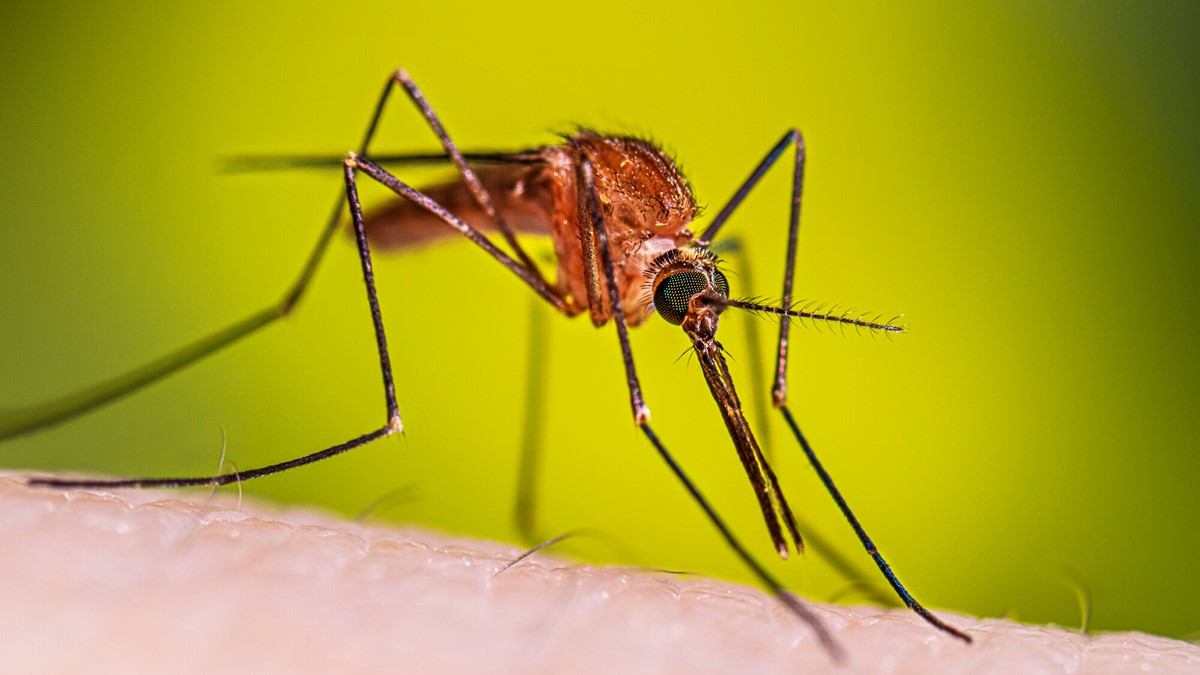female Anopheles mosquito.