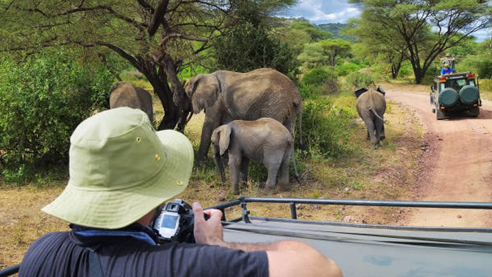 Elephants and tourists in South Africa