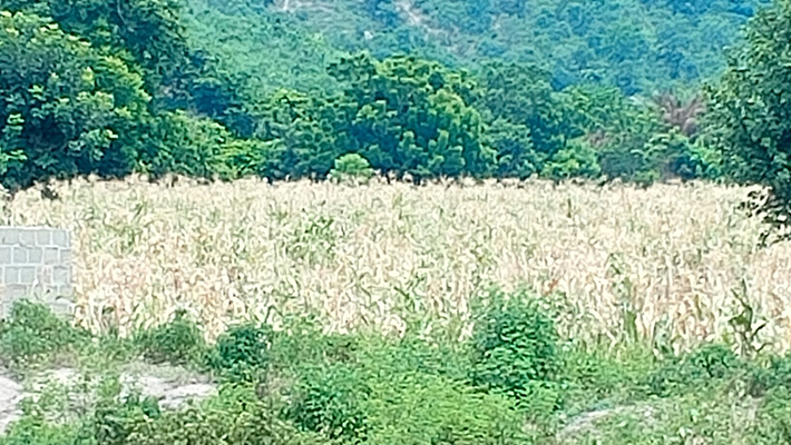 Drought: Farms in Kogi state