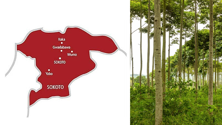 Trees/Sokoto
