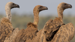 Vultures
