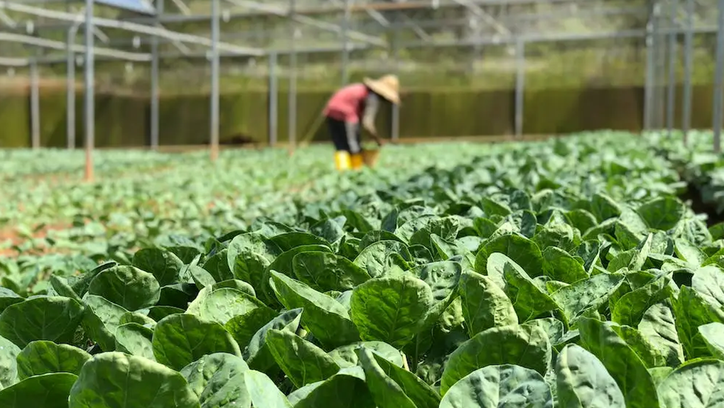 Horticultural farmers
