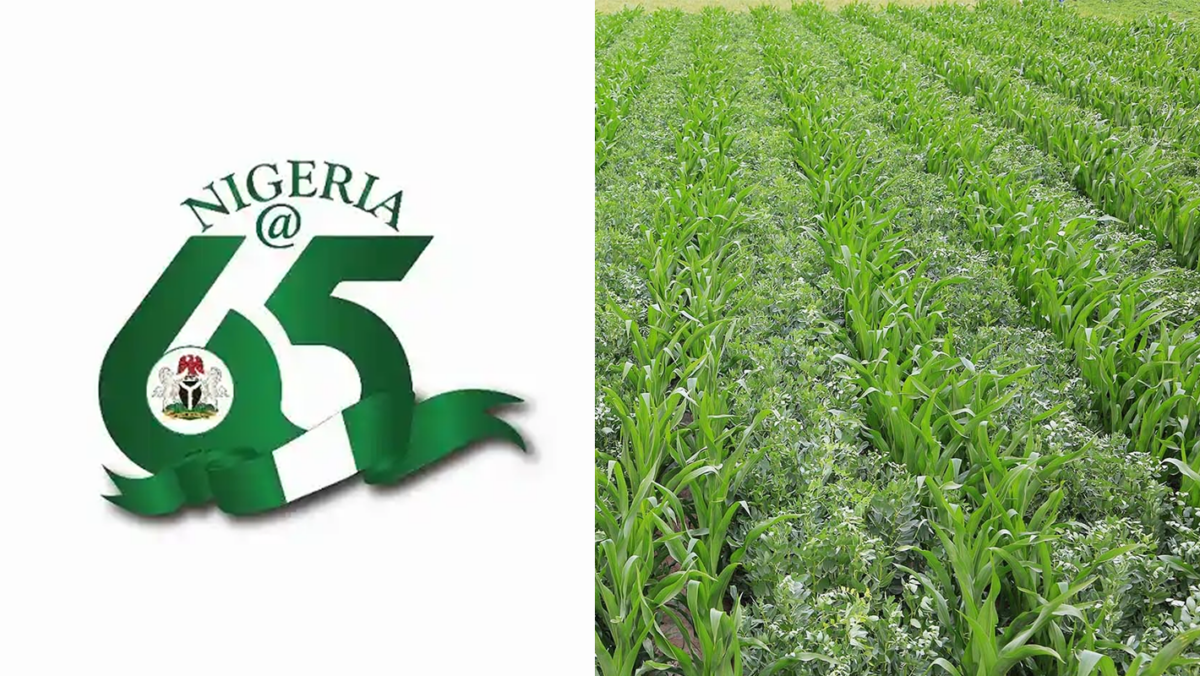 Nigeria@65 logo/Crops