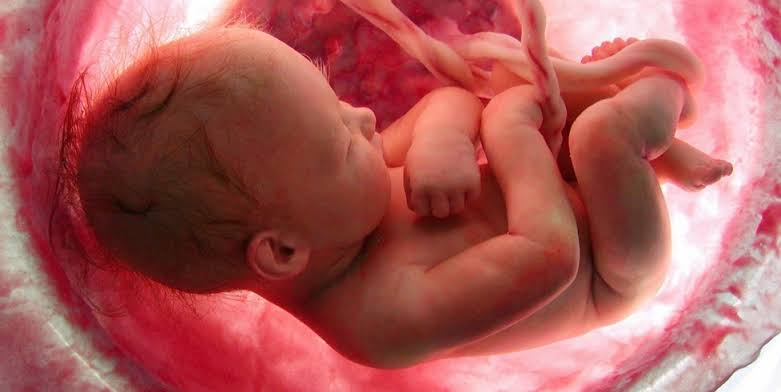 Foetus [Photo Credit: Evolving Sciences]