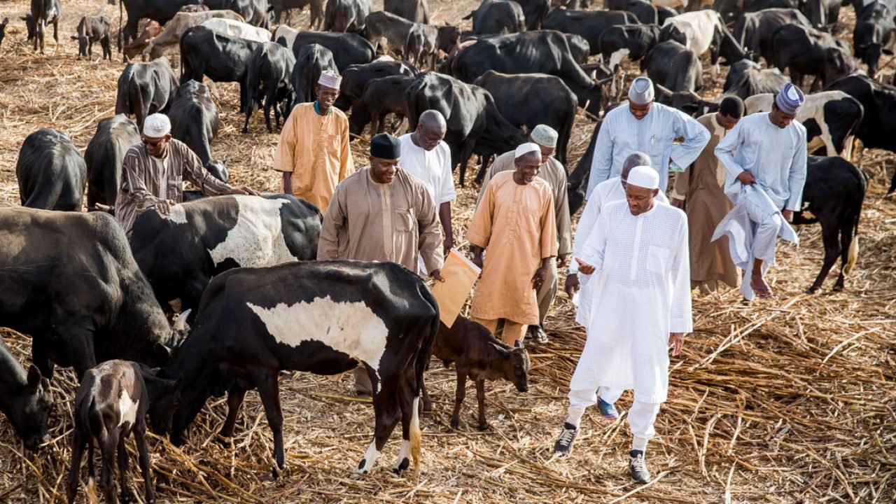 Buhari in cattle farm