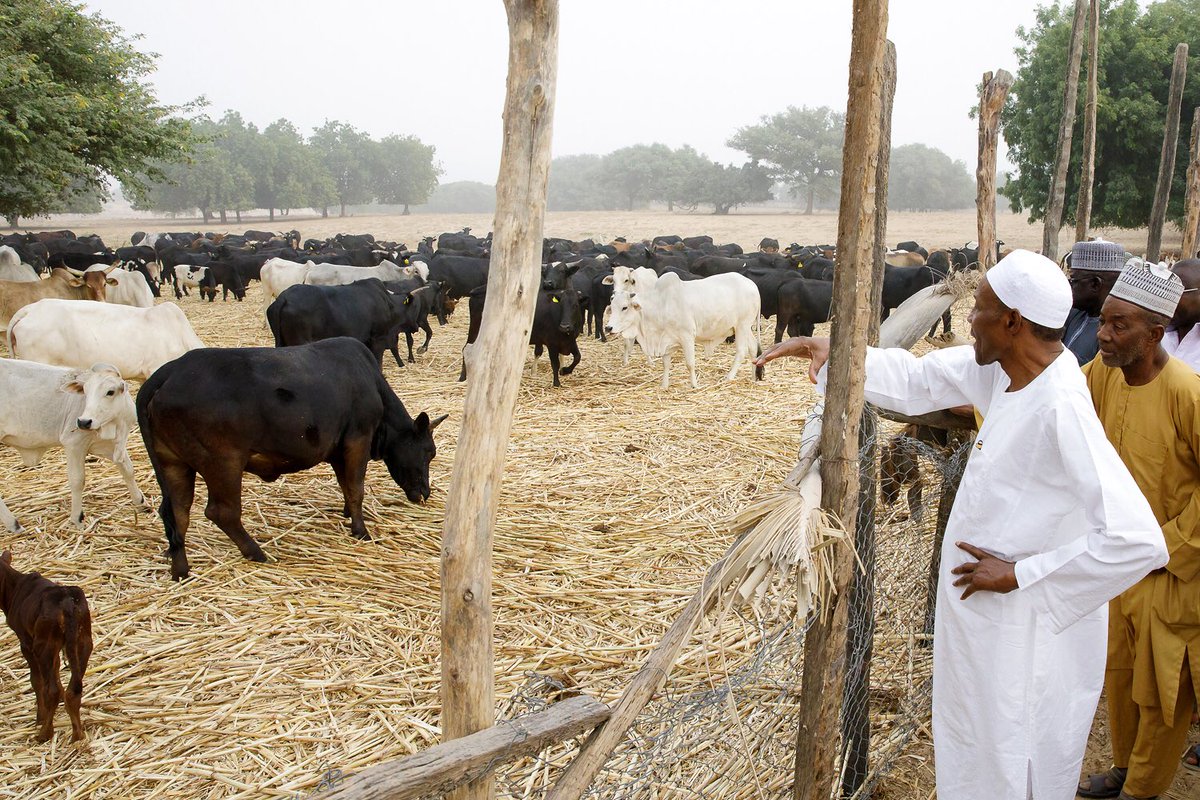 Buhari in his farm