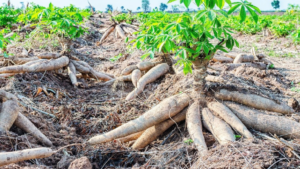 cassava