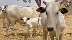 Cattle