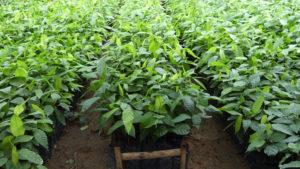 Cocoa seedlings