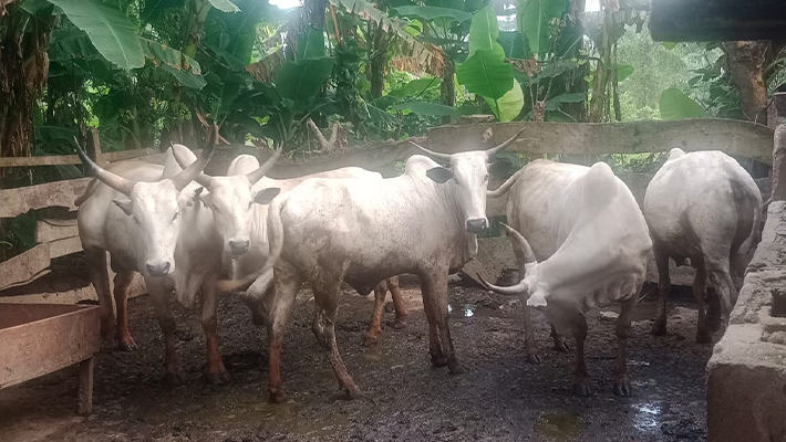 Recovered cows