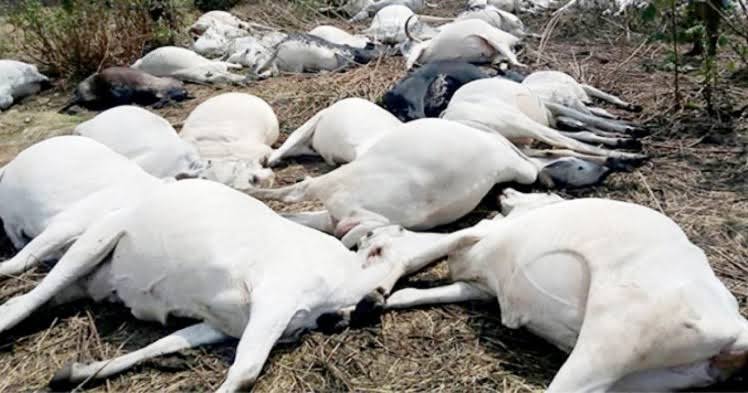 Cow market in Kogi