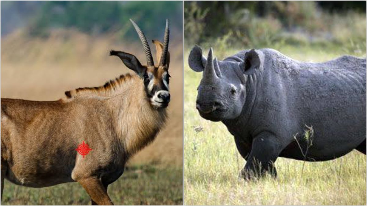 Roan antelope, black rhinoceros