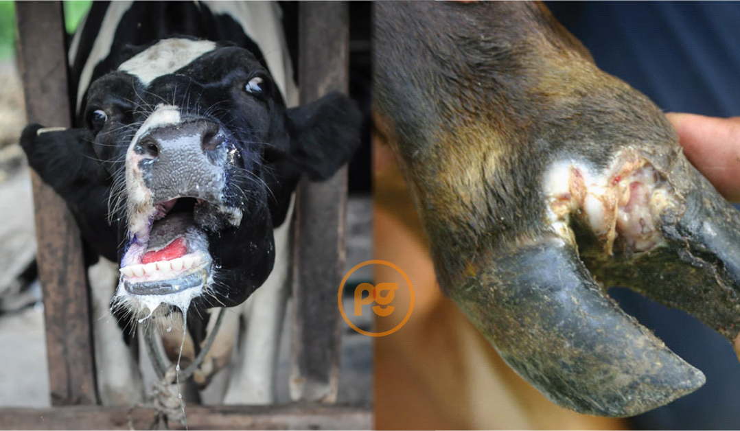 Foot and mouth disease (FMD)