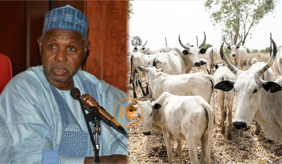 Governor Aminu Masari and Cattle herd