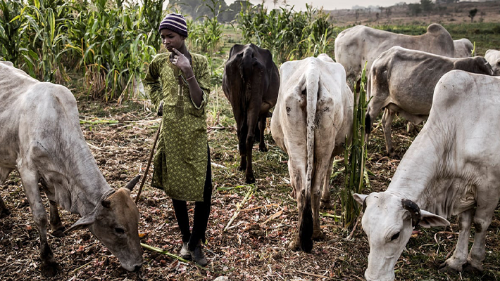 Herder on a farmland (Credit: Nigerian Guardian)