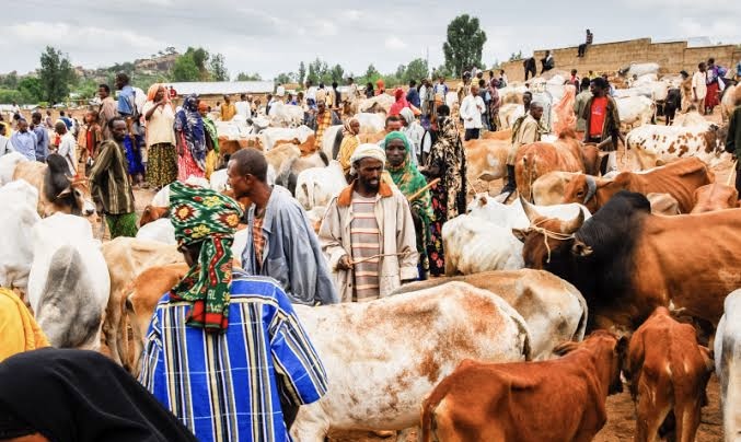 Livestock