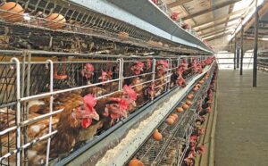 Poultry farm