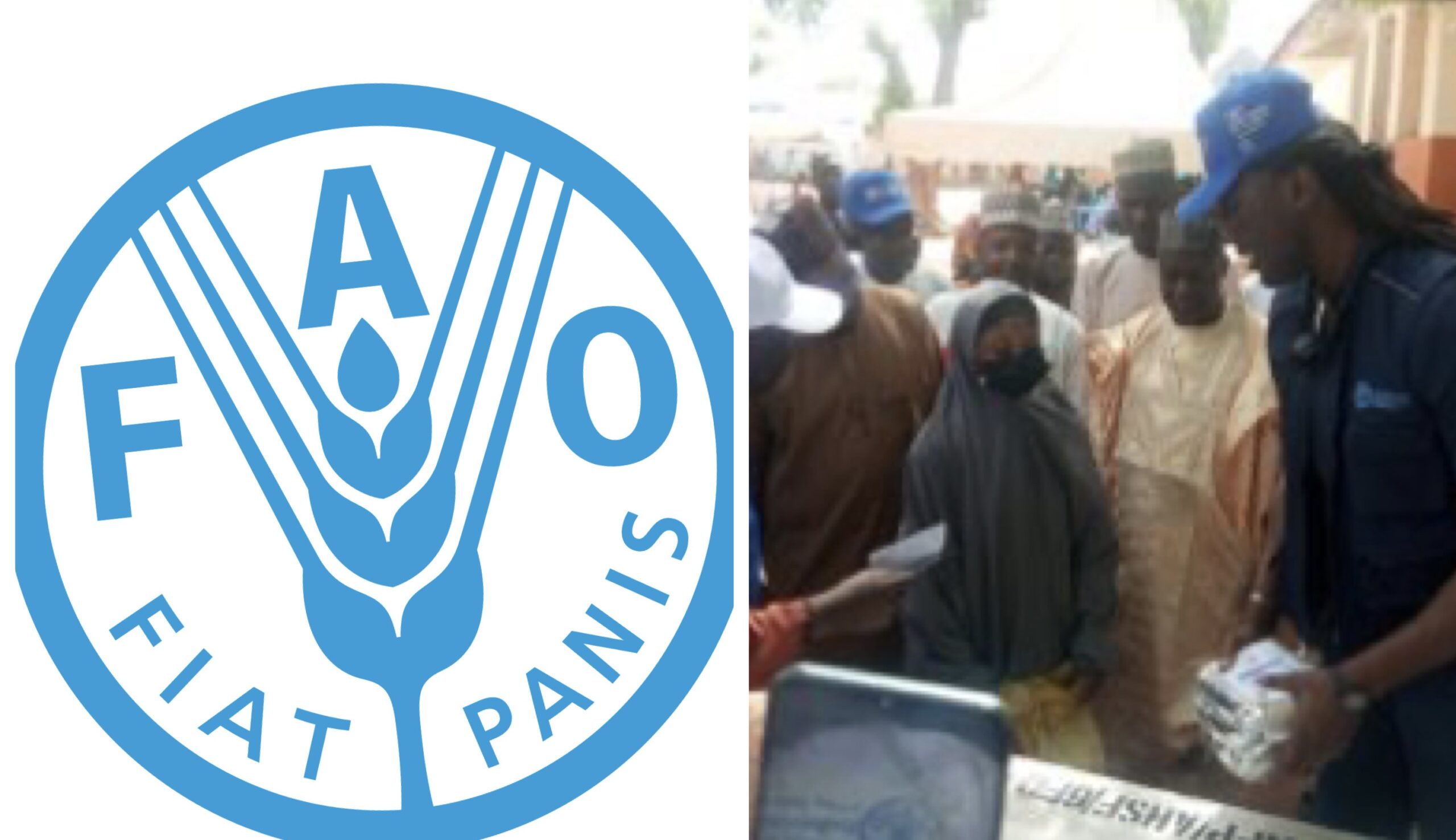 FAO logo and feeding programme