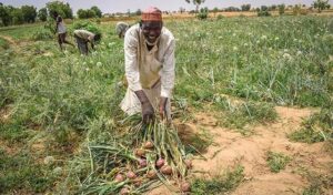 Onion farmers
