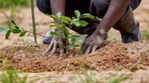 Tree planting (Credit: Dataphyte)