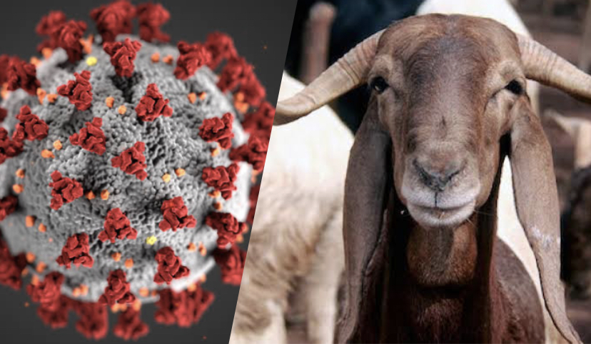 COVID-19 and Ram
