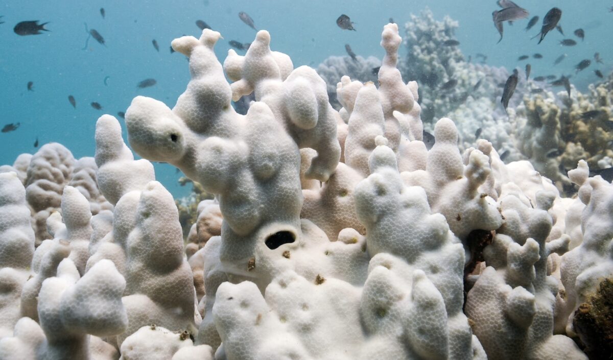 Coral reefs (Credit: X)