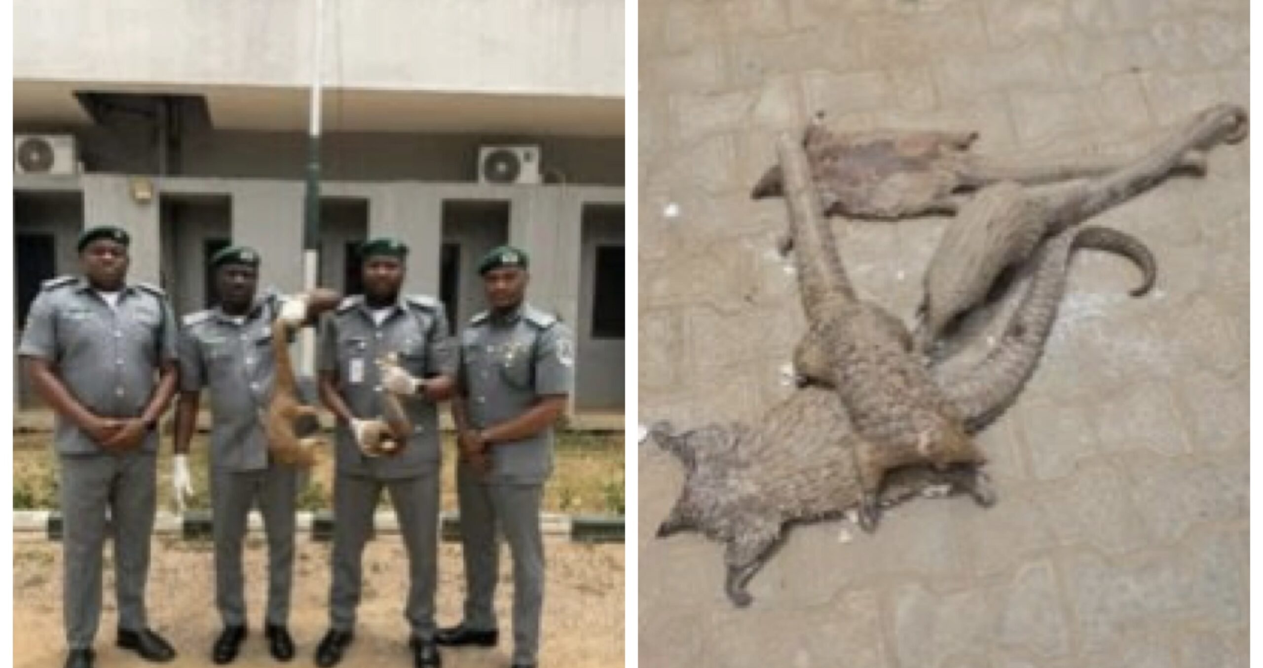 Customs and pangolin smugglers