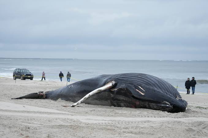 Whales washed ashore